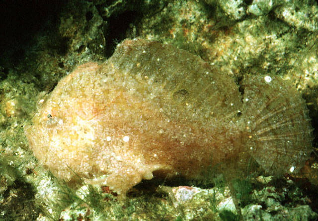 Antennarius randalli (Pesce rana di Randall)